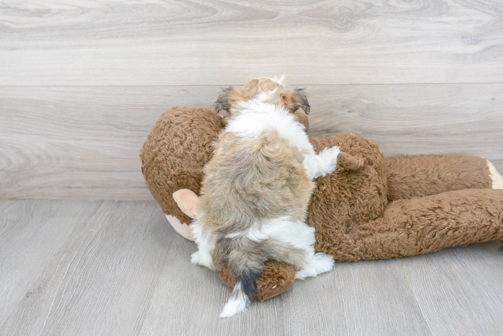 Havanese Pup Being Cute