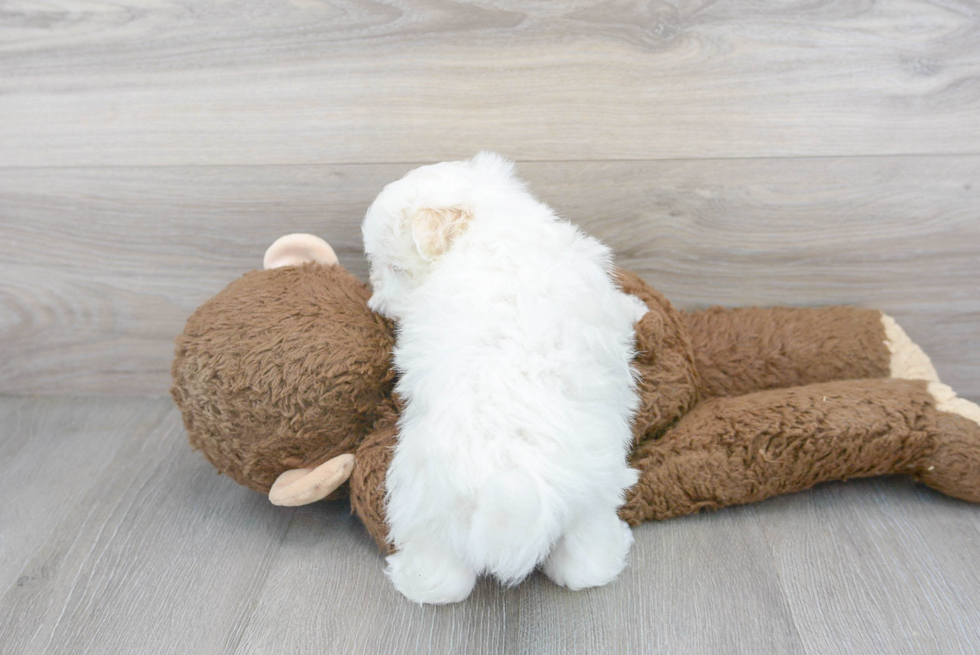 Hypoallergenic Havanese Purebred Pup