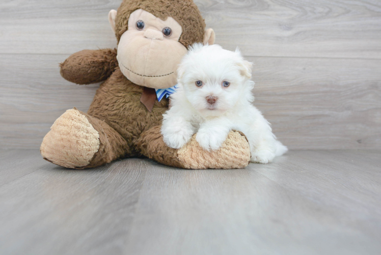 Best Havanese Baby