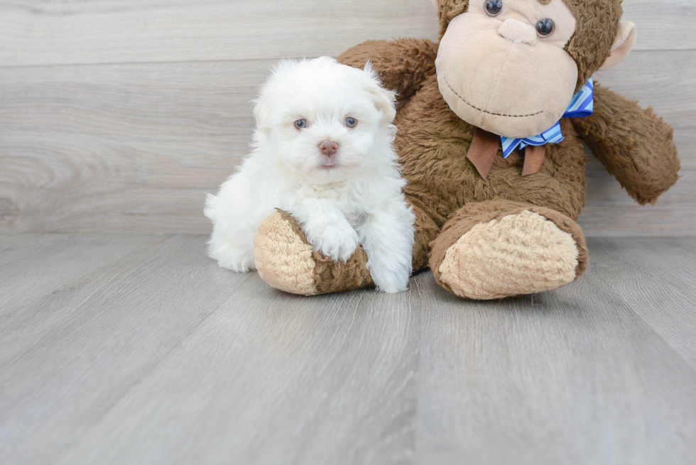 Smart Havanese Purebred Puppy