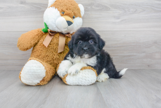 Best Havanese Baby