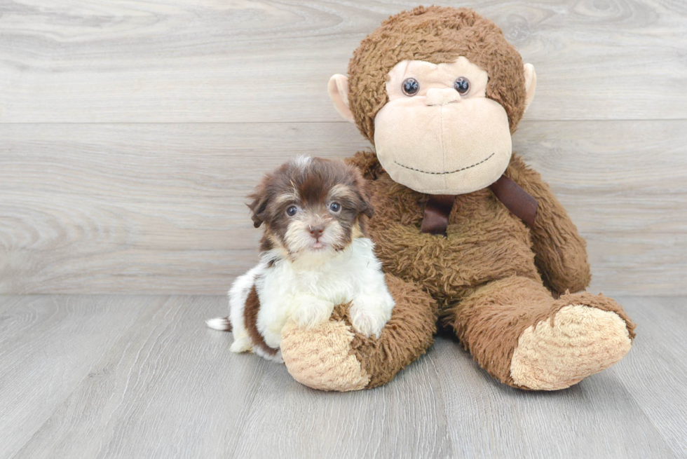 Funny Havanese Purebred Pup