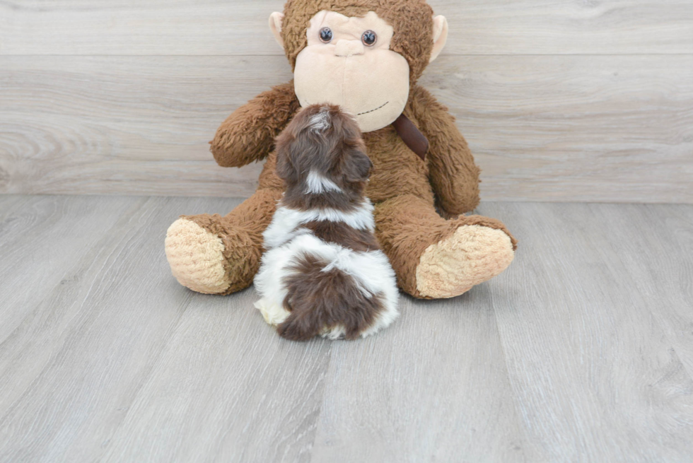 Popular Havanese Purebred Pup