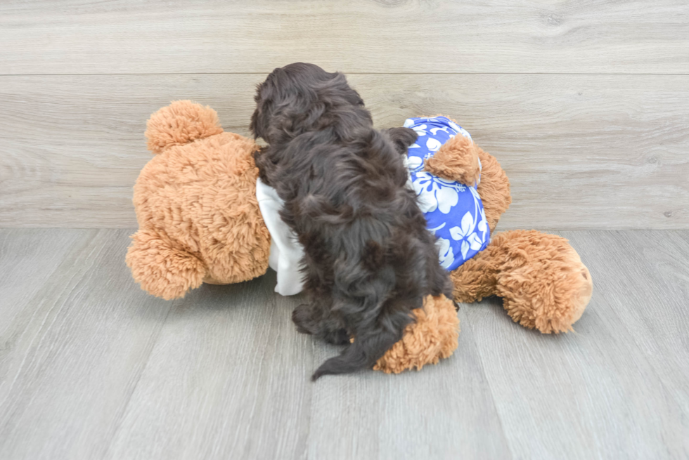 Petite Havanese Purebred Puppy