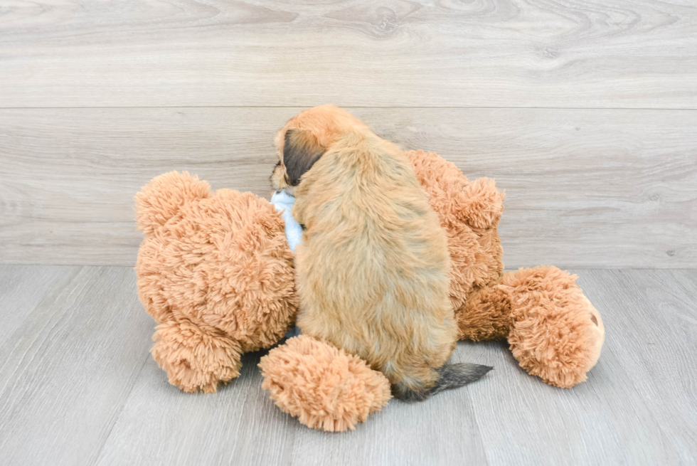 Havanese Pup Being Cute