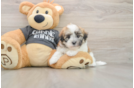 Energetic Bichon Habanero Purebred Puppy