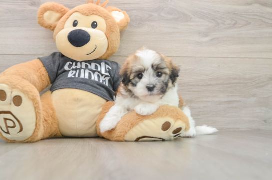 Energetic Bichon Habanero Purebred Puppy