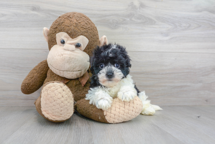 Akc Registered Havanese Purebred Pup