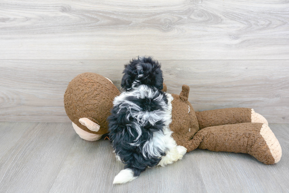 Little Havanese Purebred Pup