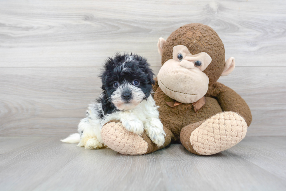 Best Havanese Baby