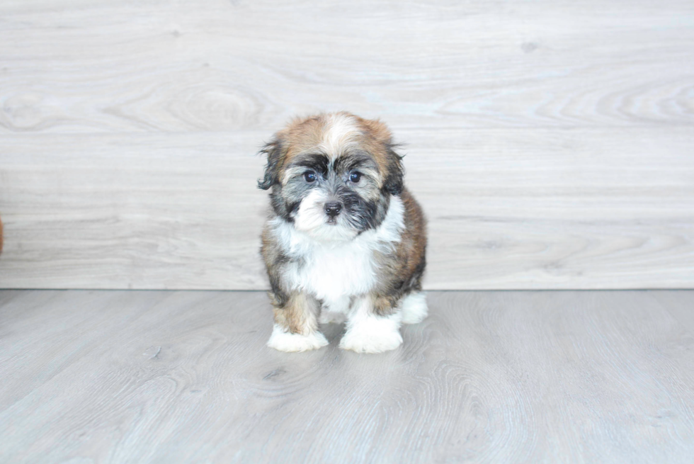 Havanese Pup Being Cute