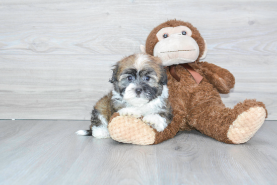 Funny Havanese Purebred Pup