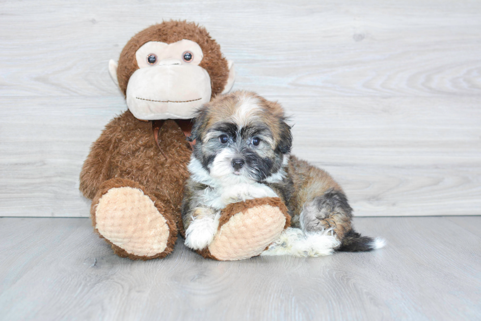 Hypoallergenic Havanese Purebred Pup