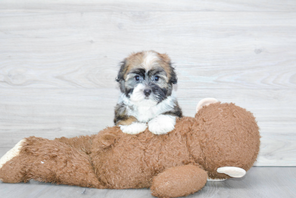 Hypoallergenic Havanese Purebred Pup