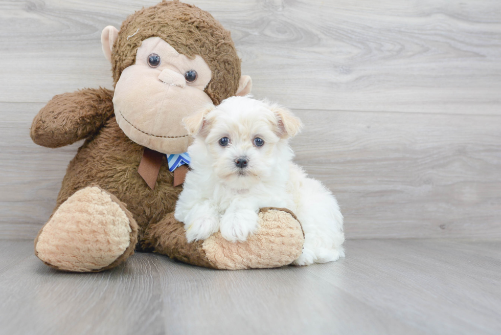 Havanese Puppy for Adoption