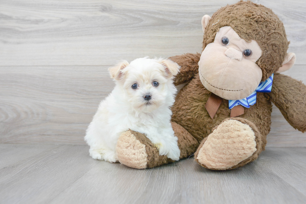 Havanese Puppy for Adoption