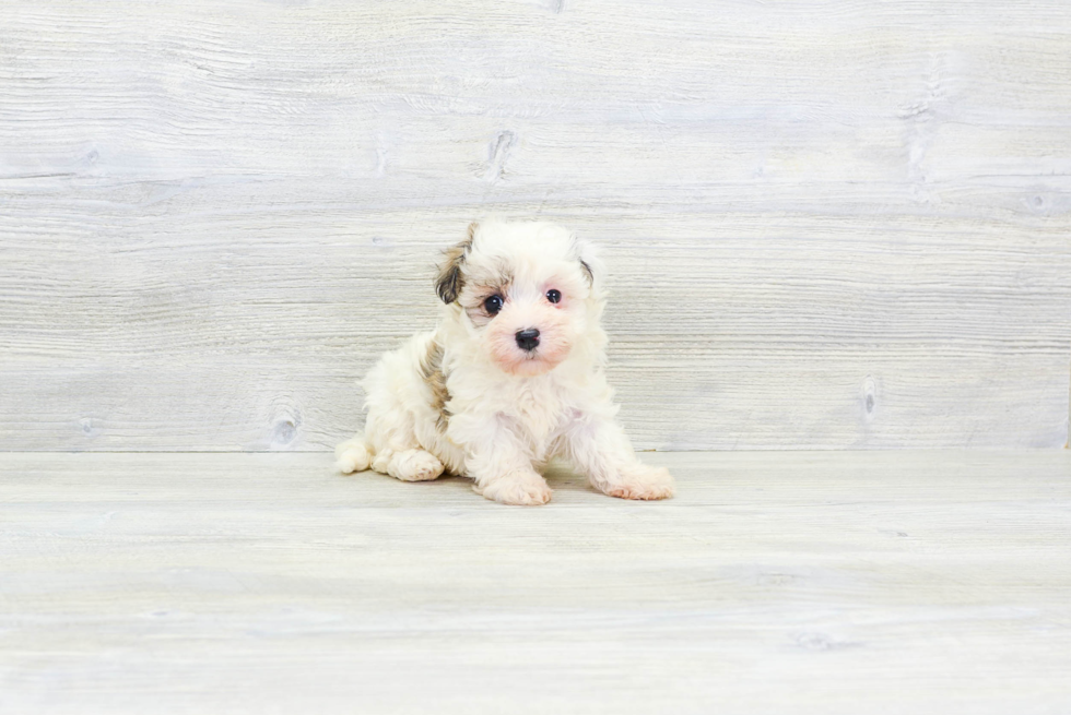 Akc Registered Havanese Baby