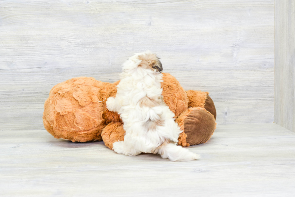 Friendly Havanese Purebred Pup