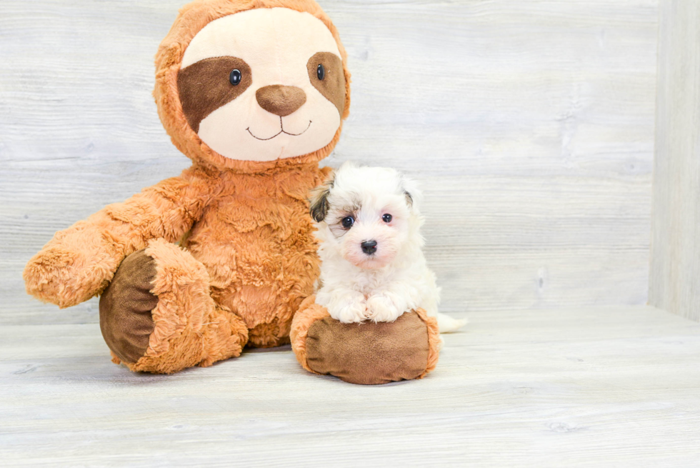 Happy Havanese Purebred Puppy