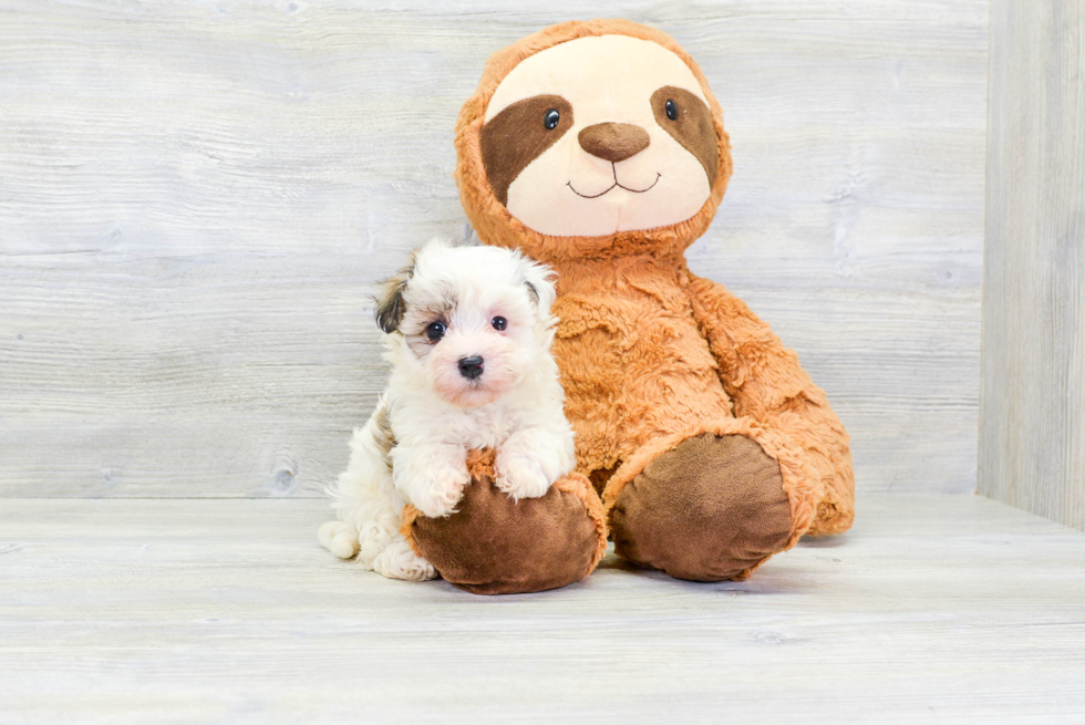 Havanese Puppy for Adoption