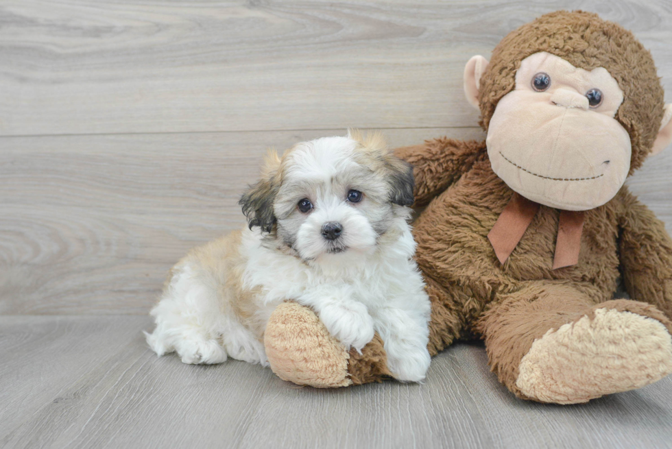 Funny Havanese Baby