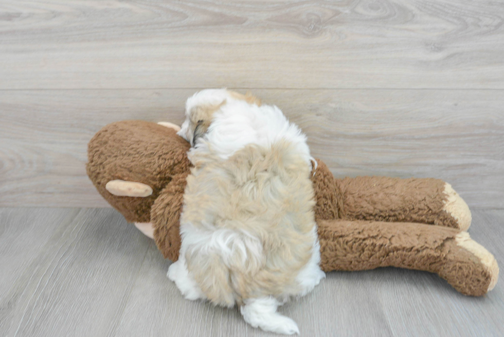 Friendly Havanese Baby