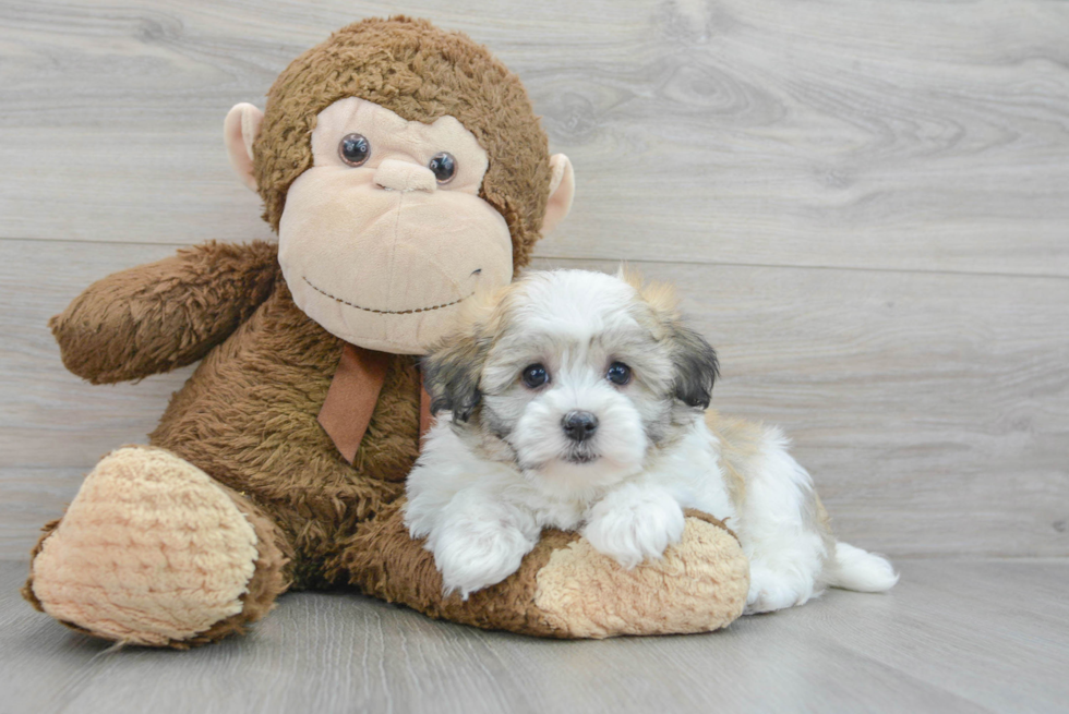 Best Havanese Baby