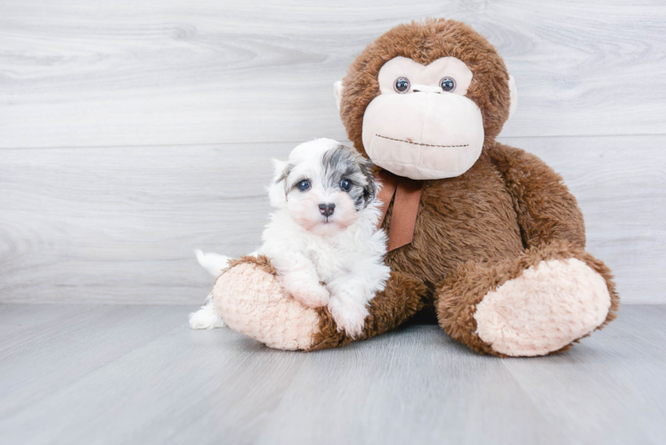 Popular Havanese Baby