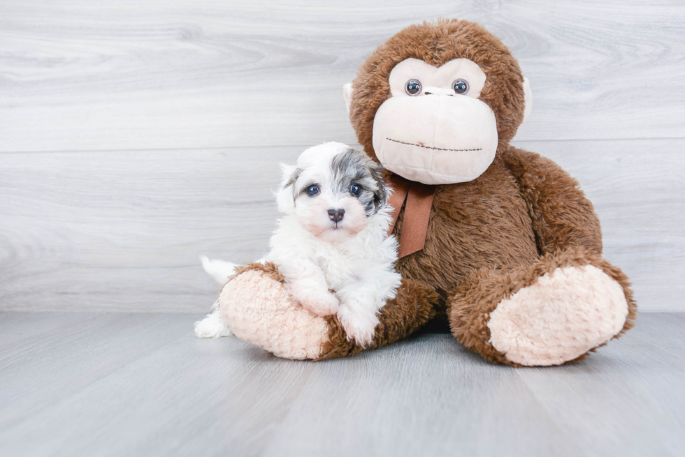 Popular Havanese Baby