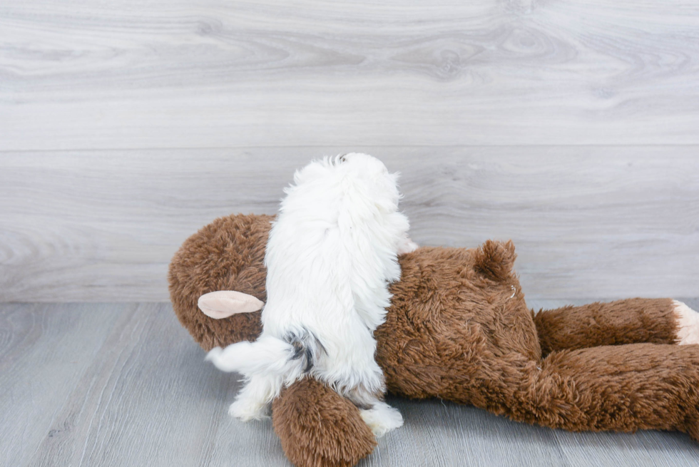 Friendly Havanese Purebred Pup