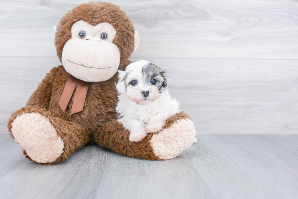 Petite Havanese Purebred Puppy