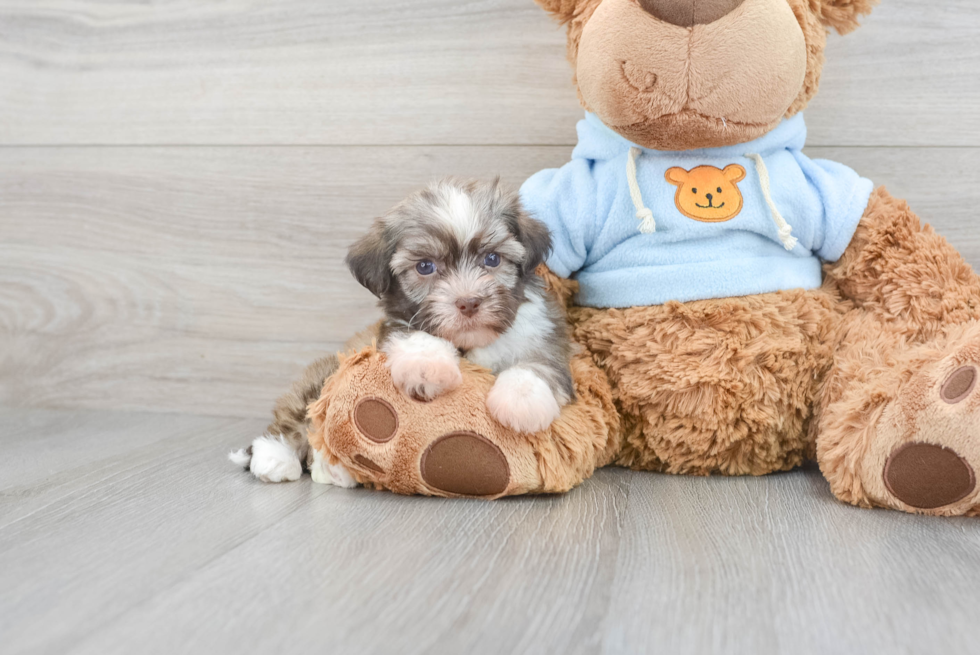 Havanese Pup Being Cute