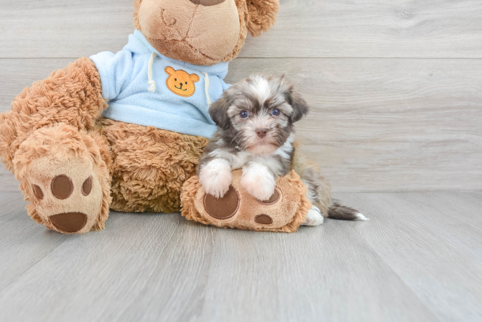 Small Havanese Purebred Pup