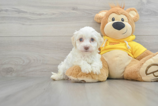 Small Havanese Purebred Pup