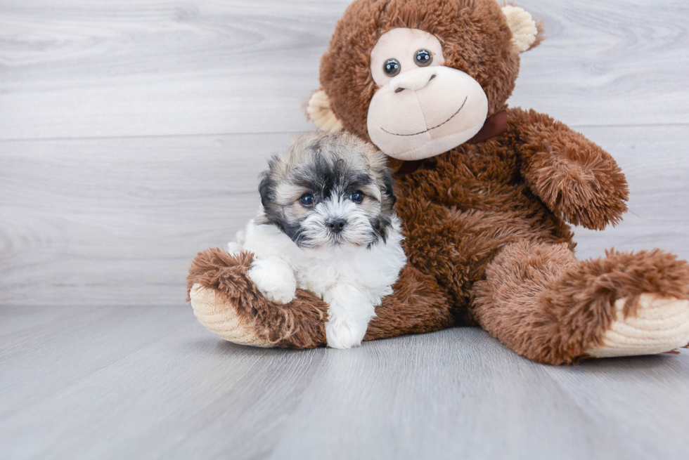 Adorable Havanese Purebred Puppy