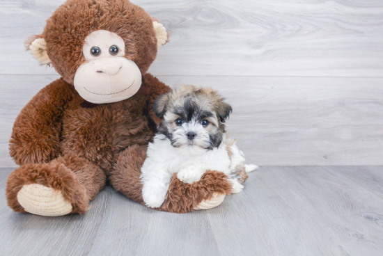 Friendly Havanese Purebred Pup