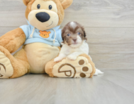 6 week old Havanese Puppy For Sale - Premier Pups