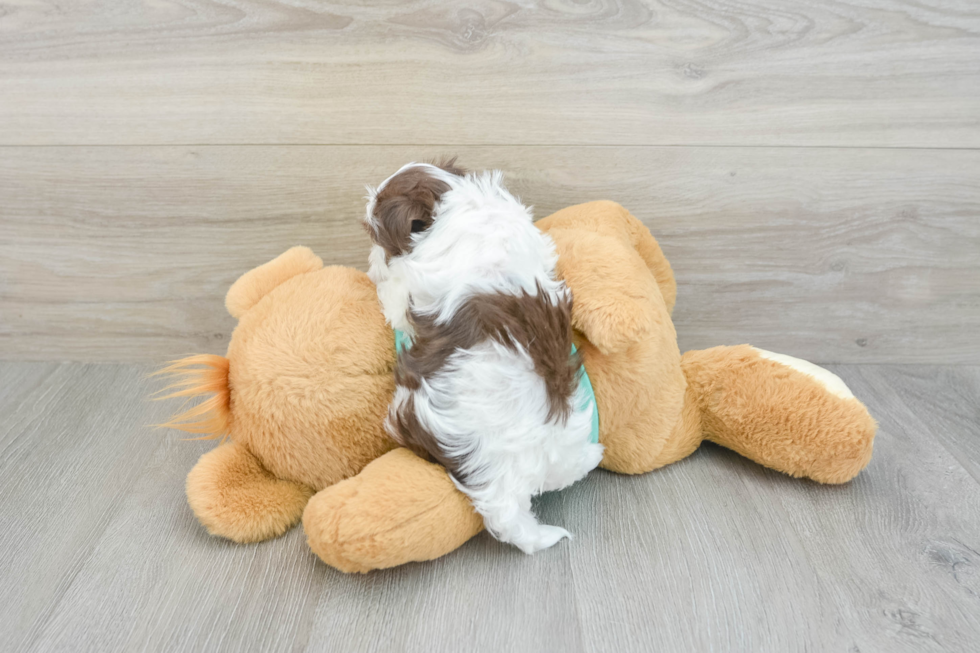 Friendly Havanese Baby