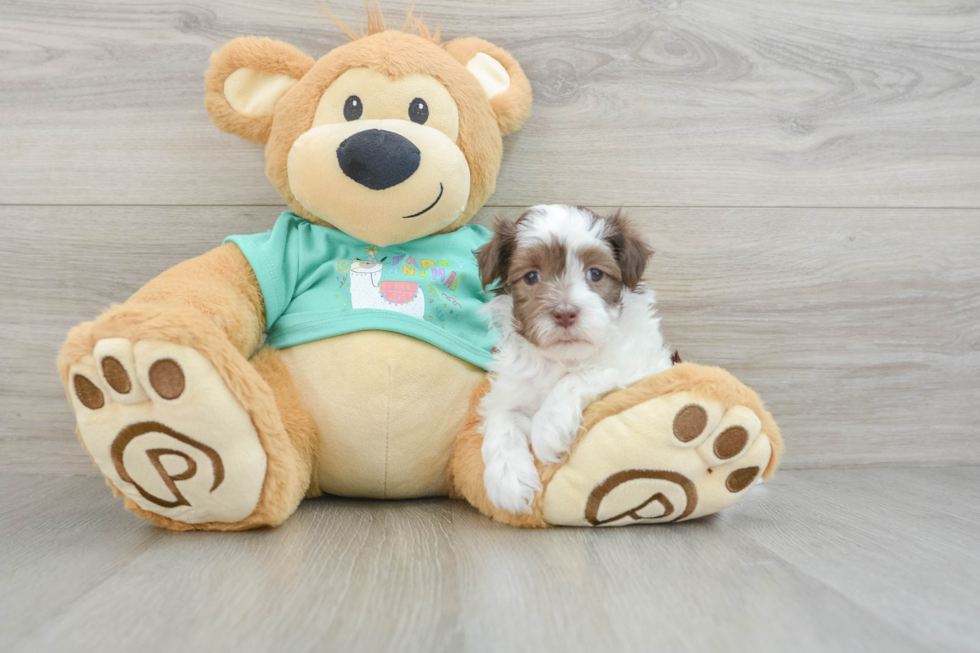 Havanese Pup Being Cute