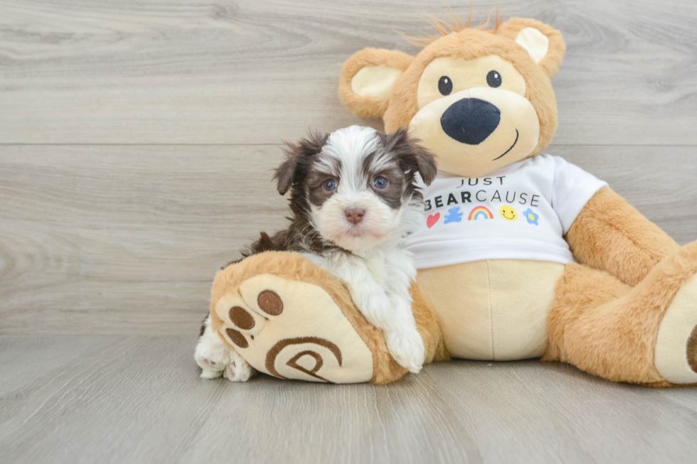 Havanese Pup Being Cute