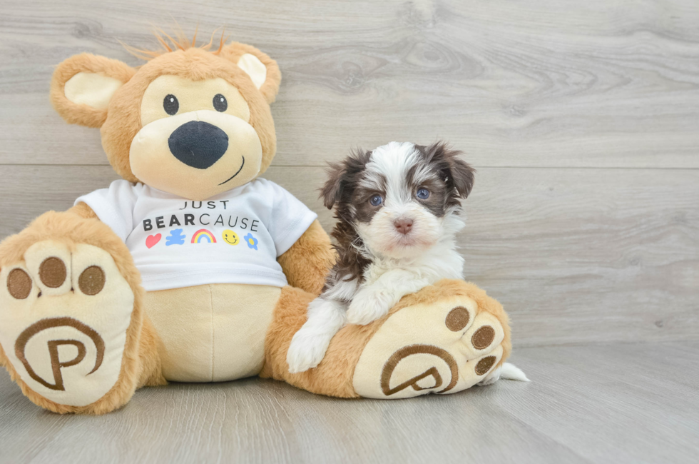 6 week old Havanese Puppy For Sale - Premier Pups