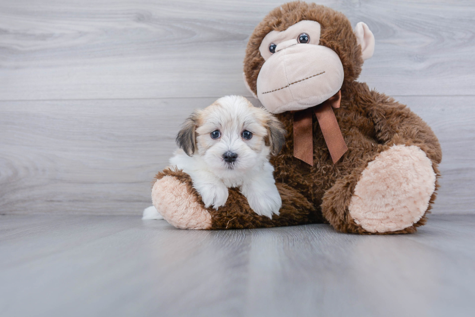 Small Havanese Purebred Pup