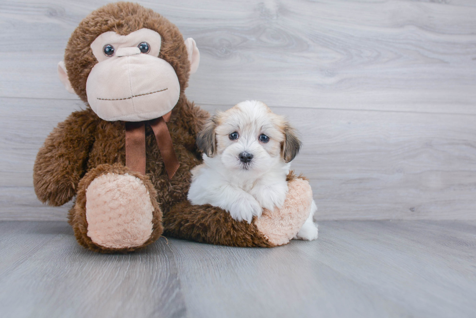 Smart Havanese Purebred Puppy