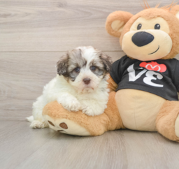 5 week old Havanese Puppy For Sale - Premier Pups