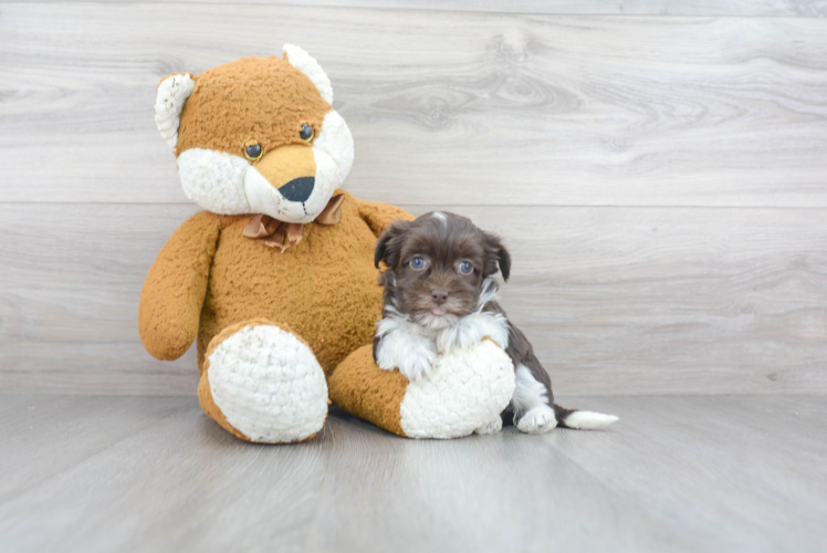 Playful Havanese Baby