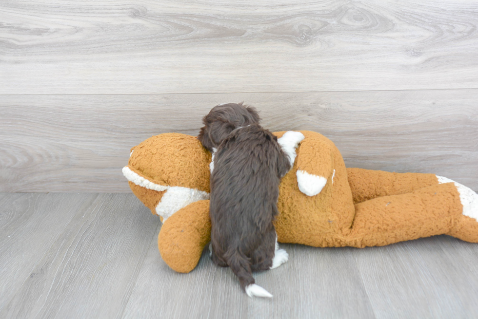 Energetic Havanese Purebred Puppy