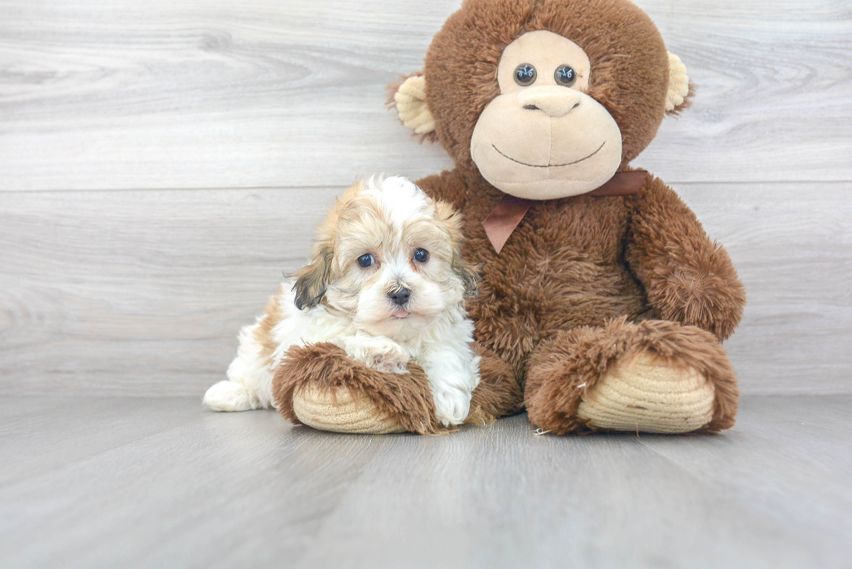 Havanese Pup Being Cute
