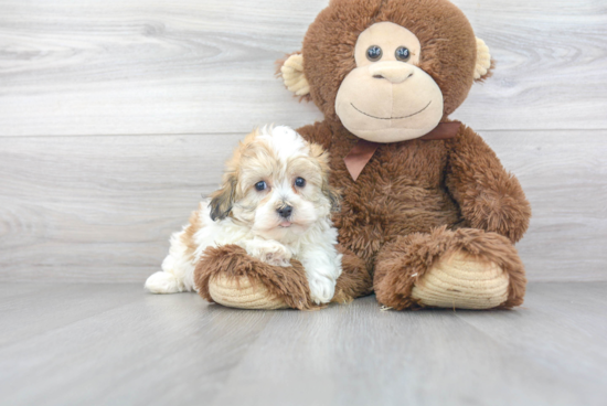 Havanese Pup Being Cute