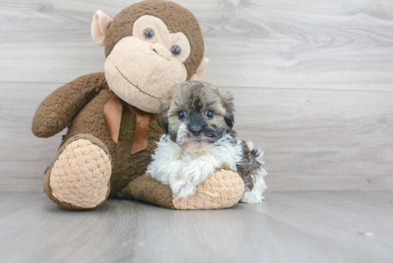 Havanese Pup Being Cute