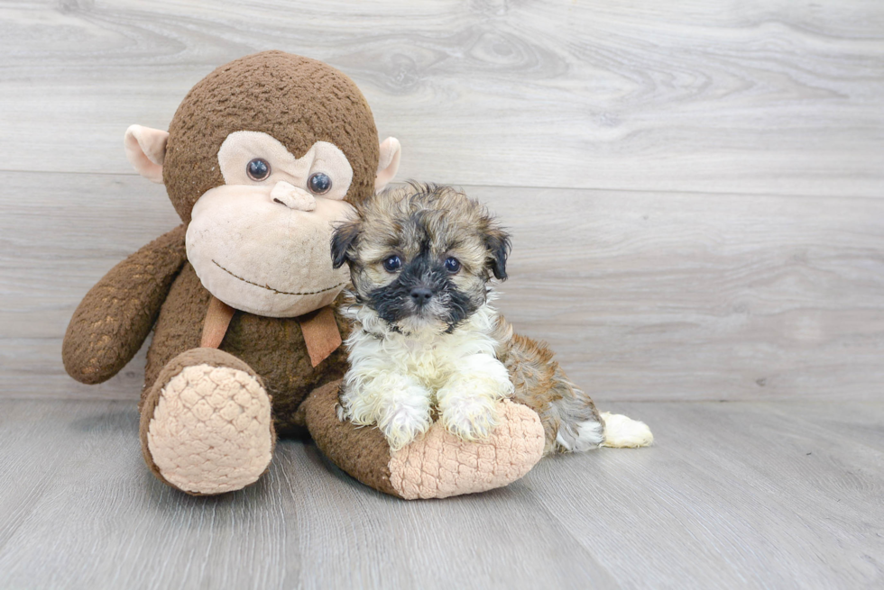 Playful Havanese Purebred Pup